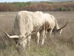 oxen grazing on a meadow Stock Footage