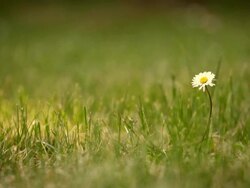 Daisy flower Stock Footage