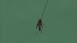 A locust attached to a rod flaps its wings rapidly. Stock Footage