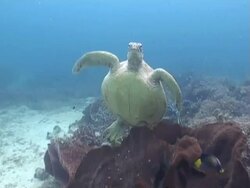 MS Green Turtle swims out form behind sponge, Sangalaki, Indonesia Stock Footage