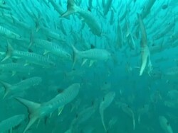 Barracuda. Borneo, Malaysia, Southeast Asia Stock Footage