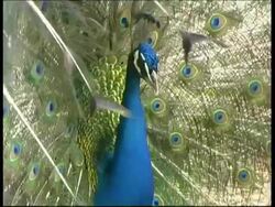 Peacock, courtship display, turns around, shakes with fanned out feathers, CU, Israel Stock Footage