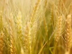 HD1080:Ripe wheat,vertical pan Stock Footage