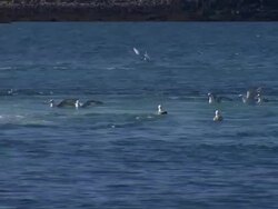 Gulls land in a sea near the coast of Iceland. Stock Footage