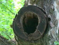 Great Tit with Caterpillar Stock Footage