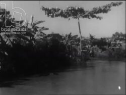 Madagascar c.1958 - river in Madagascar. Caiman hunting. Stock Footage