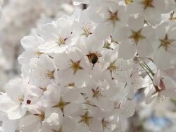 bee macro Stock Footage