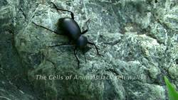 Biological Classification - The Four Kingdoms of Eukarya Instructional Video