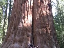 HD: In Sequoia national park Stock Footage