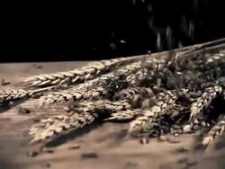 HD SUPER SLOW-MO: Grains Falling Over Wheat Ears Stock Footage