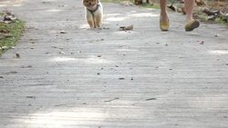 pomeranian dog jogging, slow motion Stock Footage