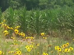 Flowers and Corn Stalks Stock Footage