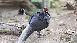Rooster crowing Stock Footage