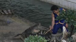Crocodile Wrestling in Thailand Stock Footage