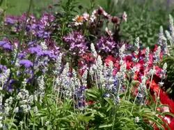 MS View of flowers field / Koblenz, Rhineland-Palatinate, Germany Stock Footage