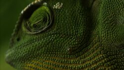A green chameleon blinks its eye. Stock Footage