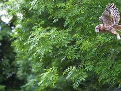 WS SLO MO View of Eurasian Tawny Owl, strix aluco, Adult in Flight / Vieux Pont en Auge, Normandy, France  Stock Footage
