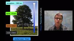 Water Potential Instructional Video