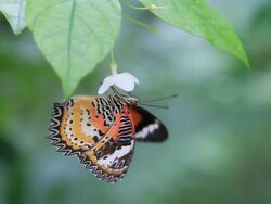 Butterfly Stock Footage