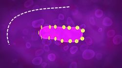 The Most Important Moment in the History of Life Instructional Video