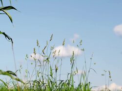 Slow motion grass Stock Footage