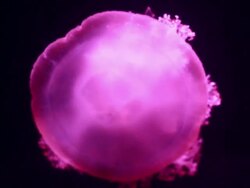 Jellyfish Stock Footage