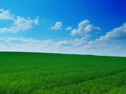 CRANE DOWN: Field Stock Footage