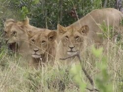 MS Lion cubs laying on grass / Tanzania  Stock Footage