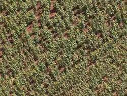 MS AERIAL ZO View of sunflower field / Polokwane, North West Province, South Africa Stock Footage