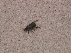 Beetle - HD 1080/60i Stock Footage