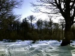 timelapse of forest with snow in Ushuaia argentina Stock Footage