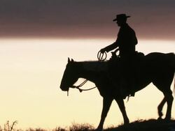 WS Cowboy riding horse on ridge silhouetted against the sunset / Shell, Wyoming, United States Stock Footage