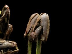 T/L Cocoa (Theobroma cacao) germination, close up side view against black background Stock Footage