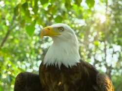 Bald Eagle, Profile Stock Footage