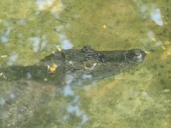 Crocodile in water Stock Footage