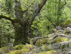 MS Shot of Rocks in Deciduous forest / Col de Bavella, Corsica, France Stock Footage