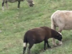 SHEEPS herding Stock Footage