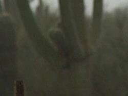 Pull focus from very heavy rain fall to large Saguaro cactus (Carnegiea gigantea) and prickly pear cactus, Sonoran Desert, Arizona, USA Stock Footage