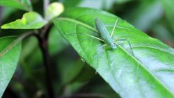 Pseudo-Ruminant Instructional Video