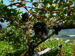 HD Vineyard above old town tracking shot Stock Footage