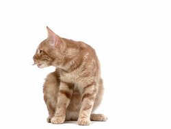 MS SLO MO Red Tabby domestic cat licking / Vieux, Normandy, France    Stock Footage