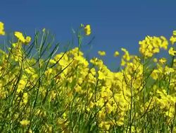 Oilseed Rape Stock Footage