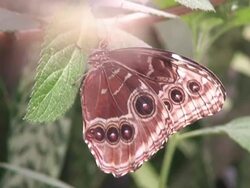 Giant Butterfly Stock Footage