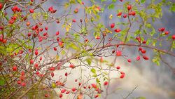 prickly branches of rose hips Stock Footage