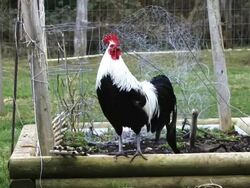 MS Rooster crows in farmyard AUDIO / Qualicum Beach, British Columbia, Canada Stock Footage