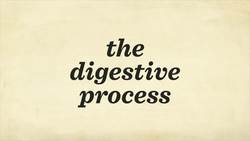 TED-Ed: How your digestive system works - Emma Bryce Instructional Video