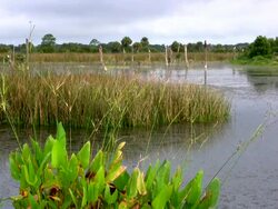 Frogs Croaking in a Wetlands Stock Footage