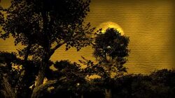 The moon hides behind the trees at night. Stock Footage