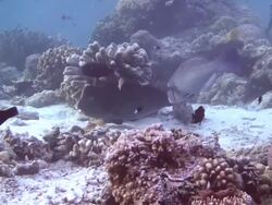 Bumphead Wrasse Stock Footage