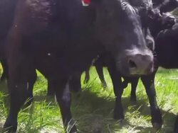 Close-up of cattle being herded by cowboy horseback Stock Footage